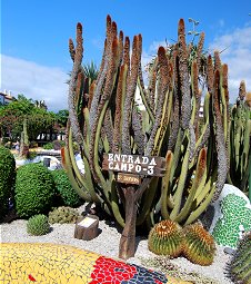 Vatricania guentheri