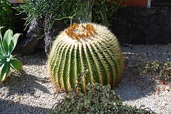 echinocactus grusonii