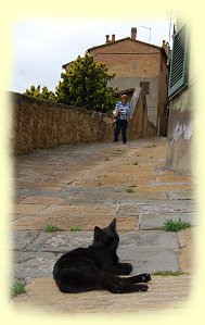 Chianciano Terme Katze Chianciano Terme Katze