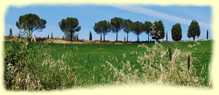 Toskana - Strae nach Montalcino hoch