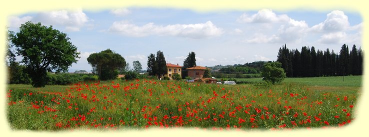 Mohnfeld bei - Paciano