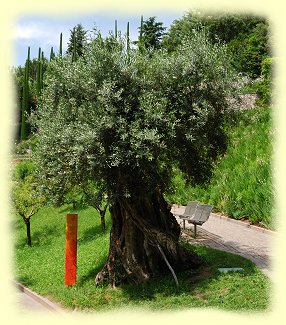 Schloss Trauttmansdorff - 700 Jahre alter Olivenbaum