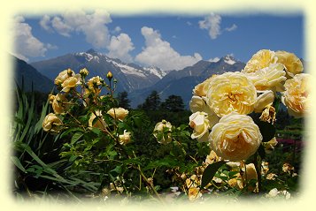 Schloss Trauttmansdorff - Rosengarten Schloss Trauttmansdorff - Rosengarten