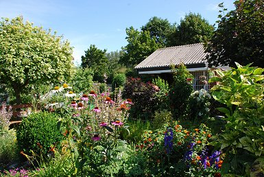 Garten Juli 2011 - 2