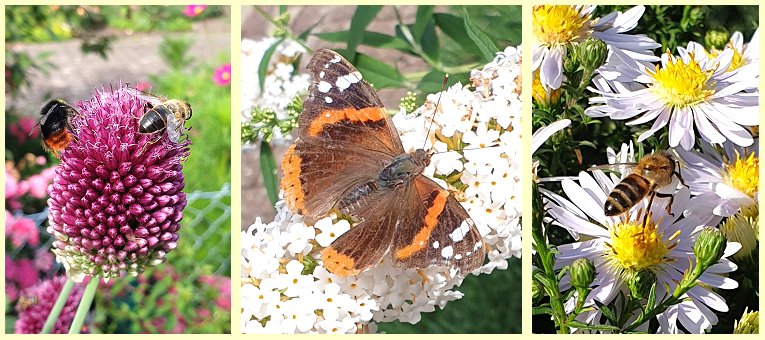 Insekten_im_Garten (1)