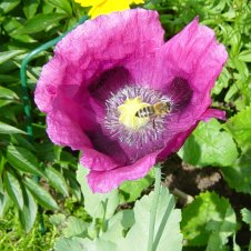 Mohn