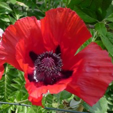 Mohn - Trkischer