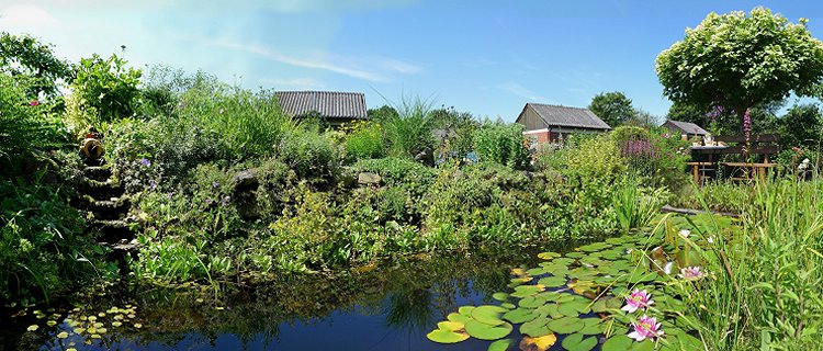 Gartenteich am 22. Juli 2014