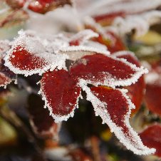 Buntnessel im Winter