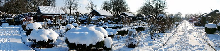 Garten und Hauptweg - 18. Jan. 2013 - 1