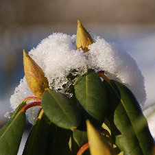 Rhododendronknospe im Winter