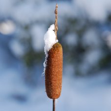 Rohrkolben am Gartenteich