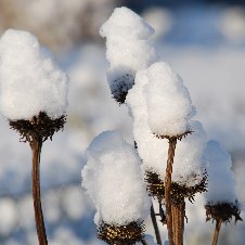 Roter Sonnenhut im Winter1