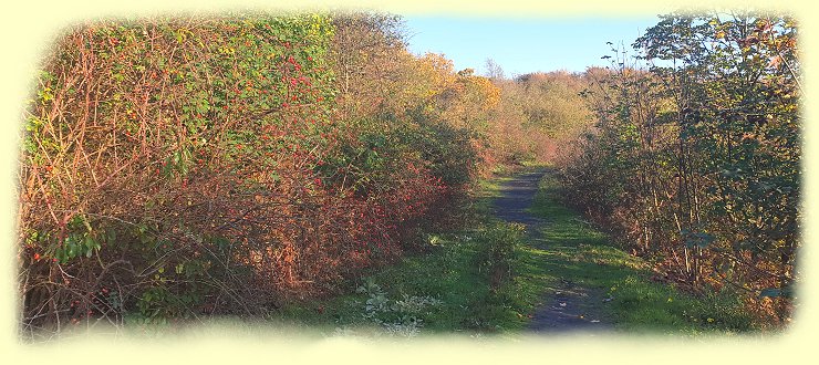 Halde_Kissinger_Hohe_-_Wanderweg