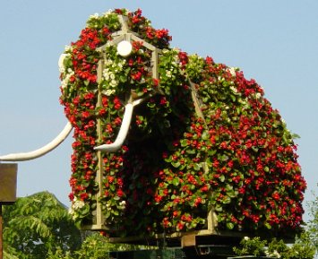 Elefant21