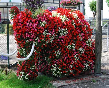 Elefant am Blumengeschft Plattfaut in Sddinker