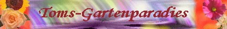 Toms-Gartenparadies