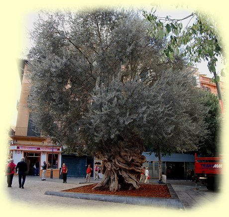 Palma - 1000 Jahre alter Olivenbaum