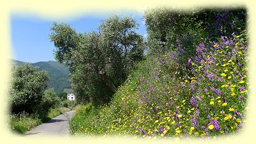Buti - Panoramastrasse nach Buti 2 Buti - Panoramastrasse nach Buti 2