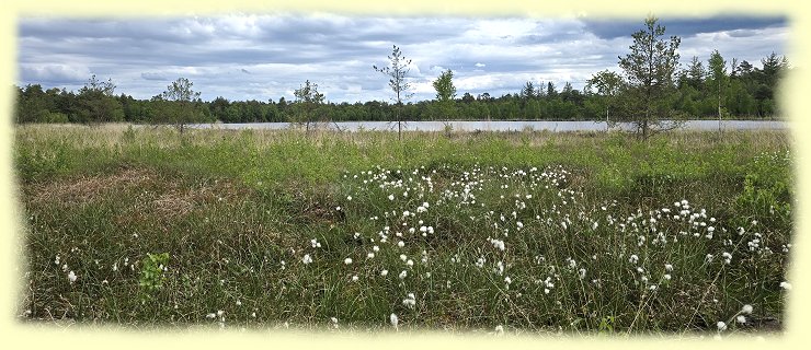 Grundloser See - Wollgras