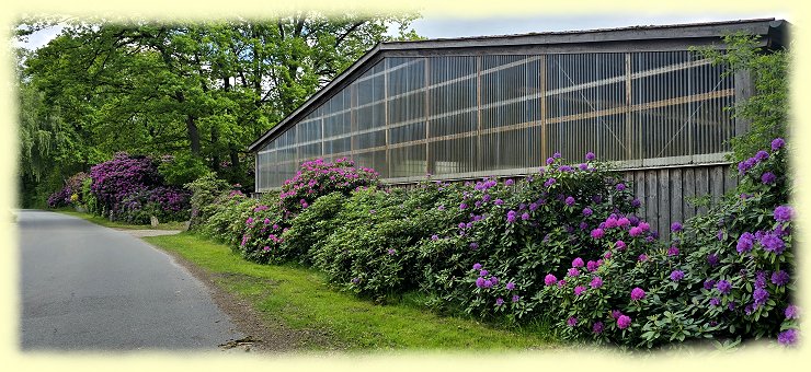 Rhododendronstr�ucher