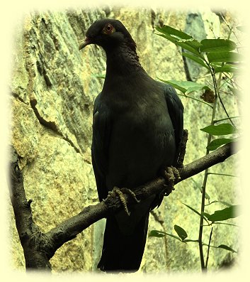 Weltvogelpark - Antillentaube