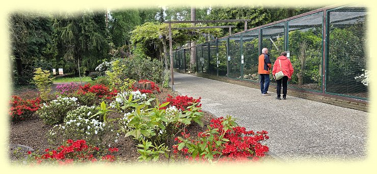 Weltvogelpark - Azaleen