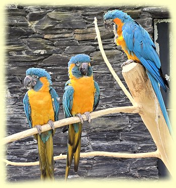Weltvogelpark - Blaukehlara