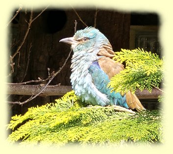 Weltvogelpark - Blauracke