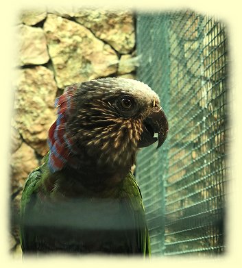 Weltvogelpark - F�cherpapage