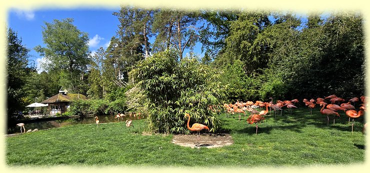 Weltvogelpark - Flamingo