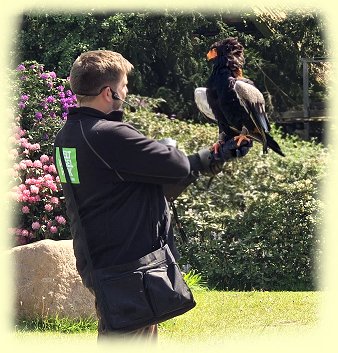 Weltvogelpark - Freiflugshow - 2