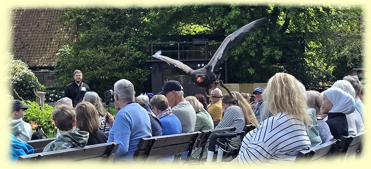Weltvogelpark - Freiflugshow - 3