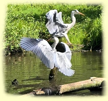 Weltvogelpark - Graureiher