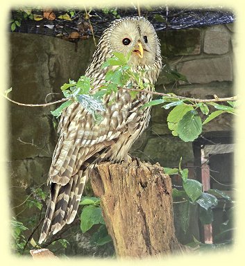 Weltvogelpark - Habichtskauz