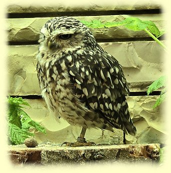 Weltvogelpark - Kanincheneule
