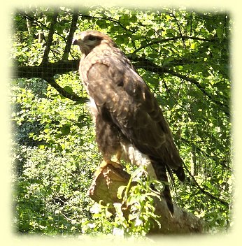 Weltvogelpark - M�usebussard