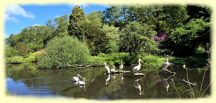 Weltvogelpark - Pelikane