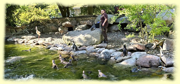 Weltvogelpark - Pinguinf�tterung
