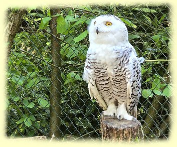 Weltvogelpark - Schneeeule