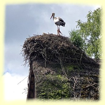 Weltvogelpark - Storch