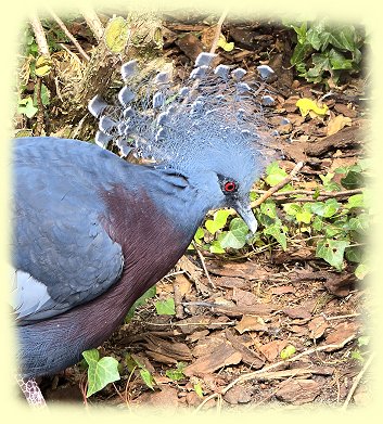 Weltvogelpark - Victoria-Krontaube